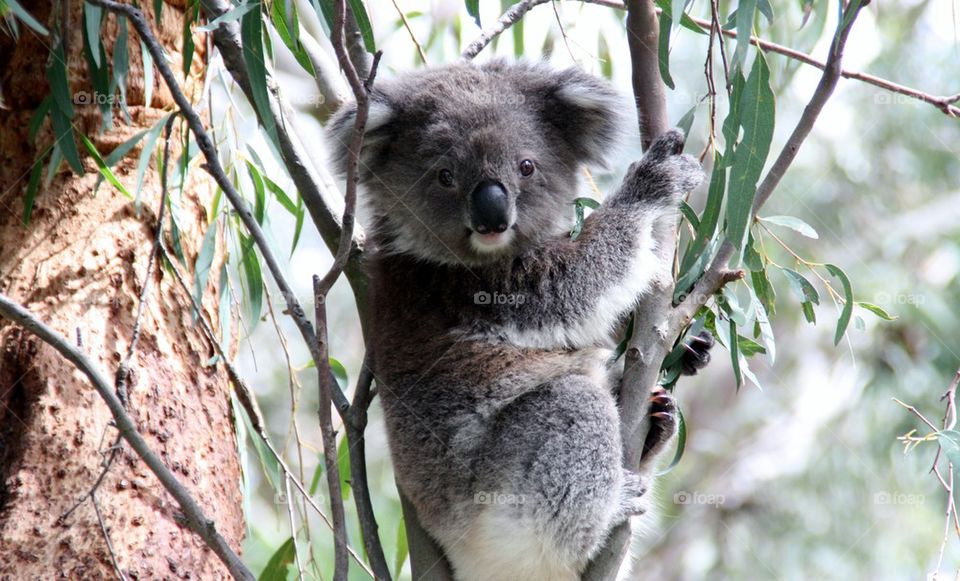 cuddly koala