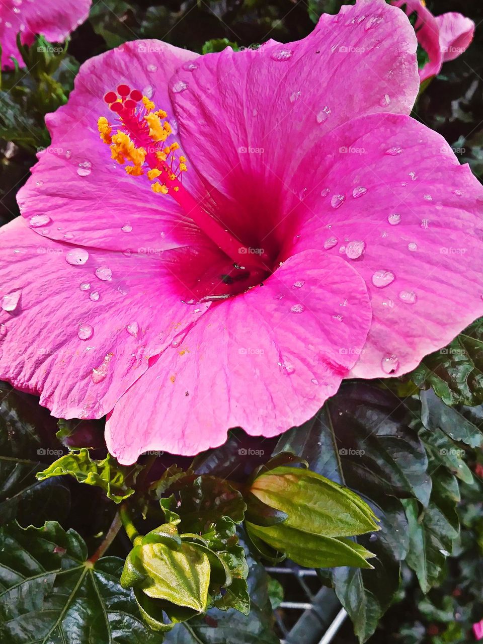 Raindrops fallen perfectly on pink hibiscus flower