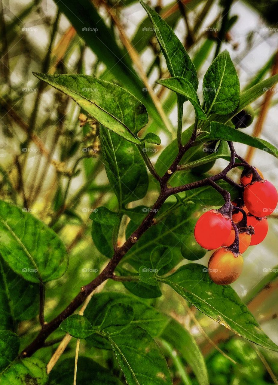 Little berries growing on a little plant—taken in Dyer, Indiana 