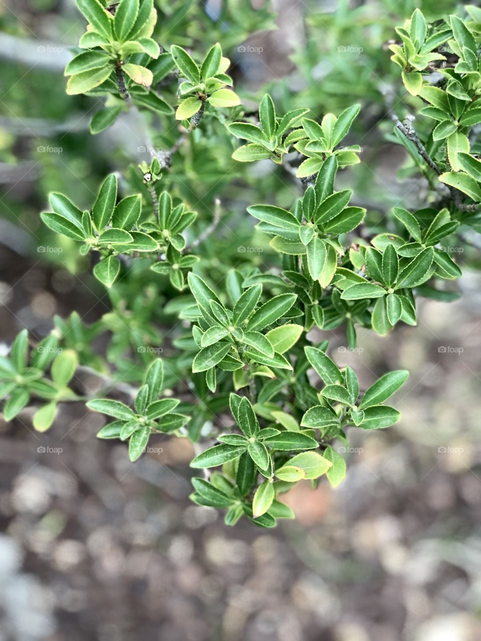 Shrub growing in my front yard 