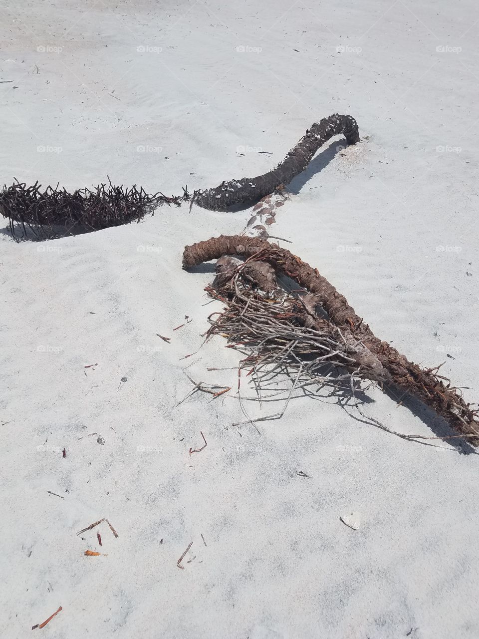 Driftwood