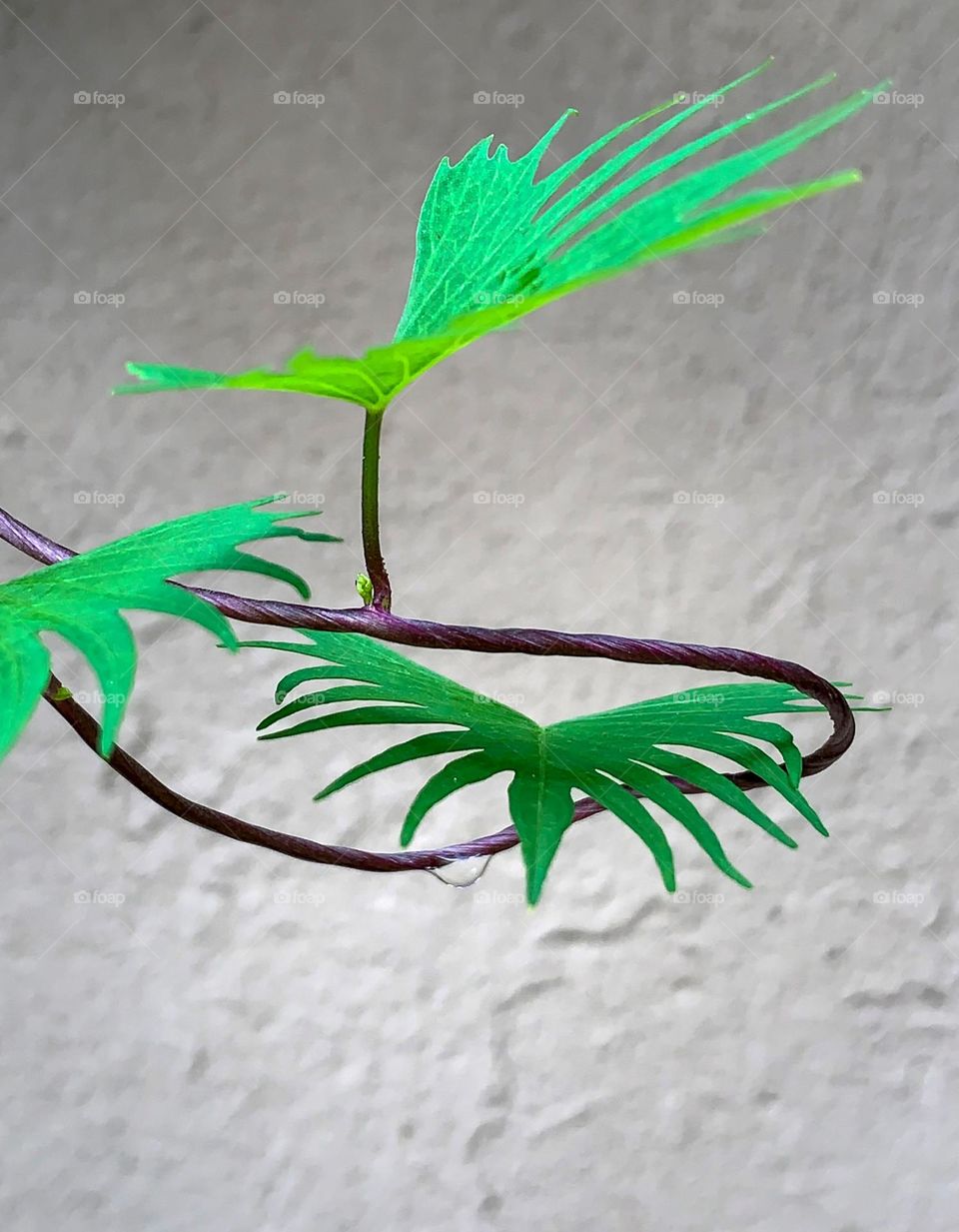 Water drop and the Cypress vine leaves 