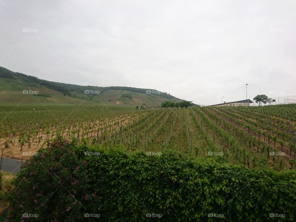 Vineyard