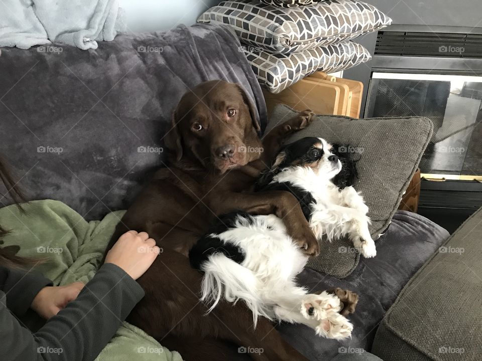 Dogs Spooning 