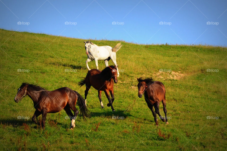 green nature horses white by bubu