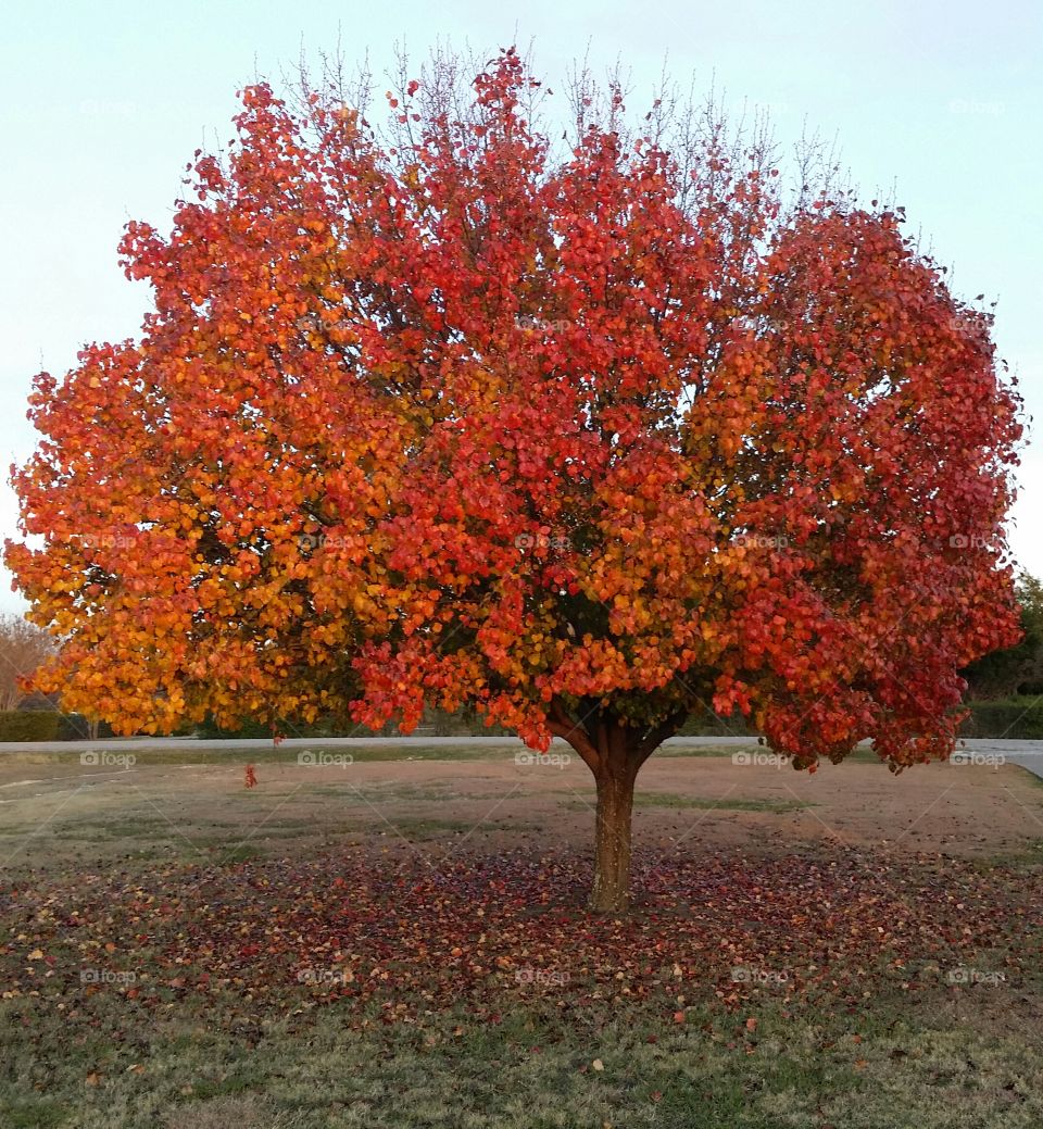 Pear Tree