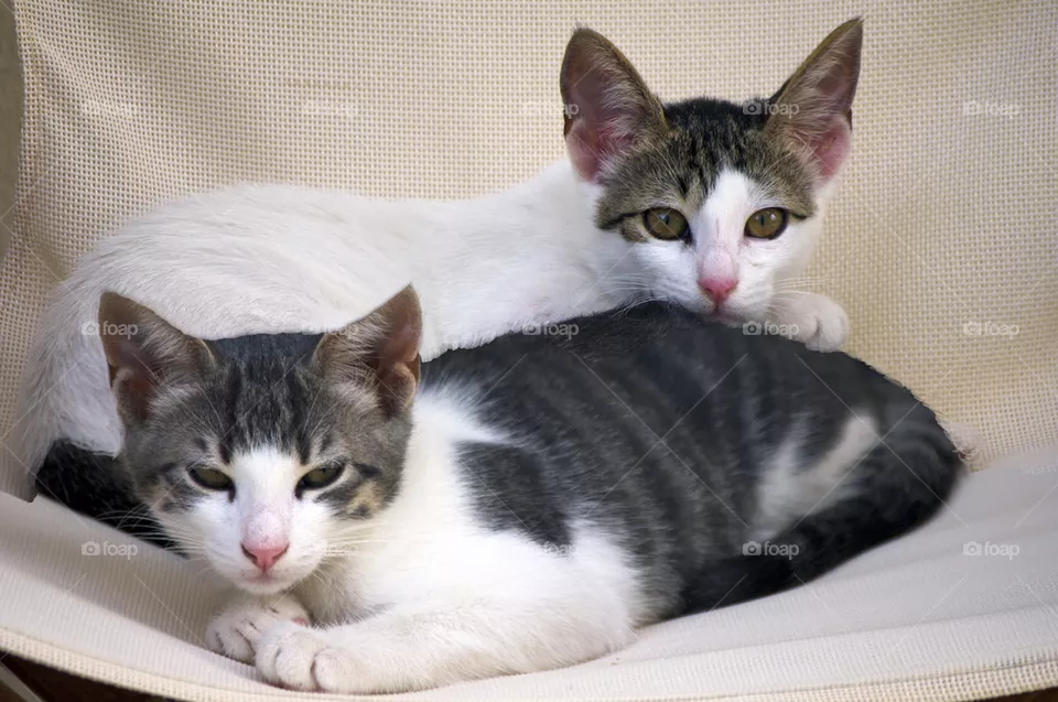 Cats