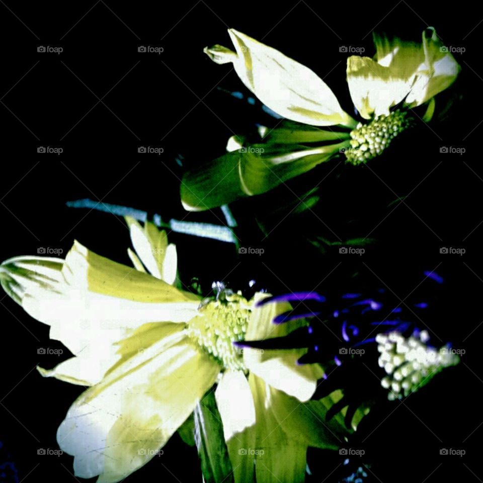 butterfly in flight. lighting effects