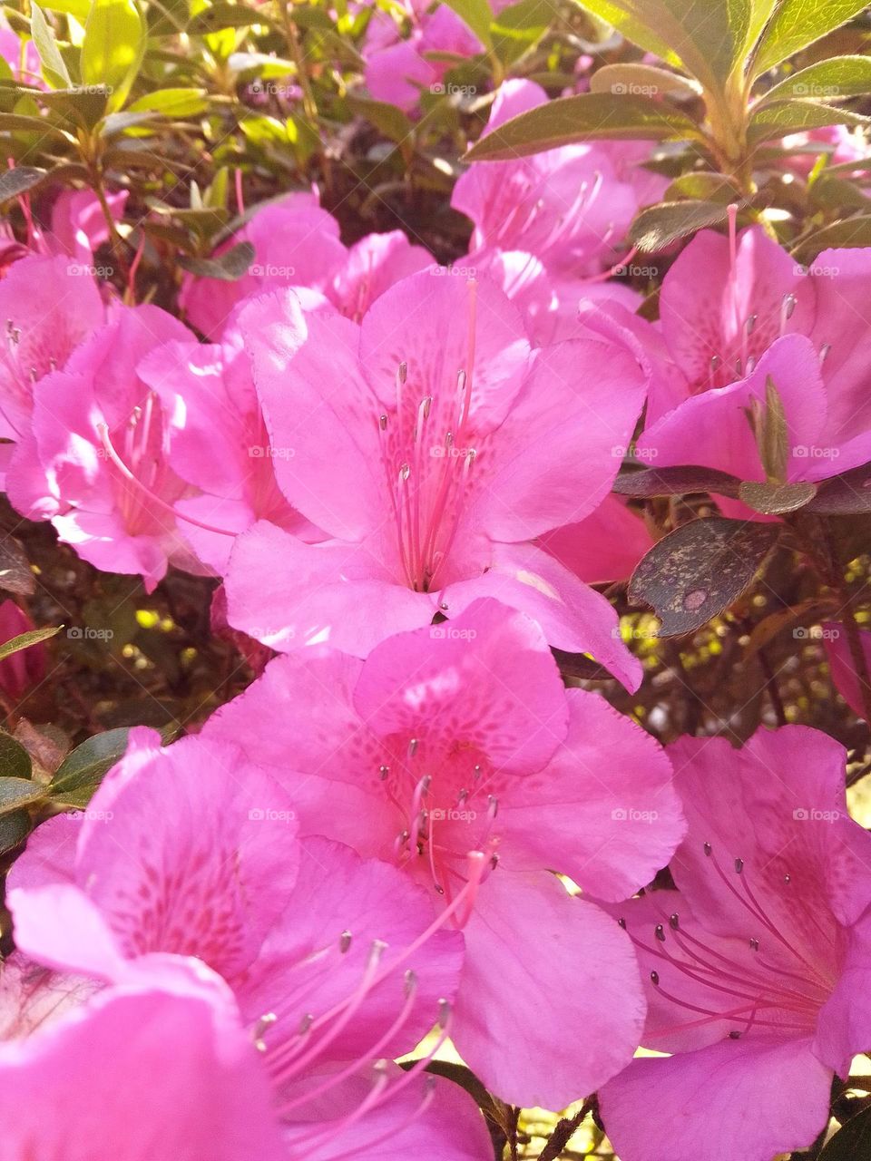 pink flowers