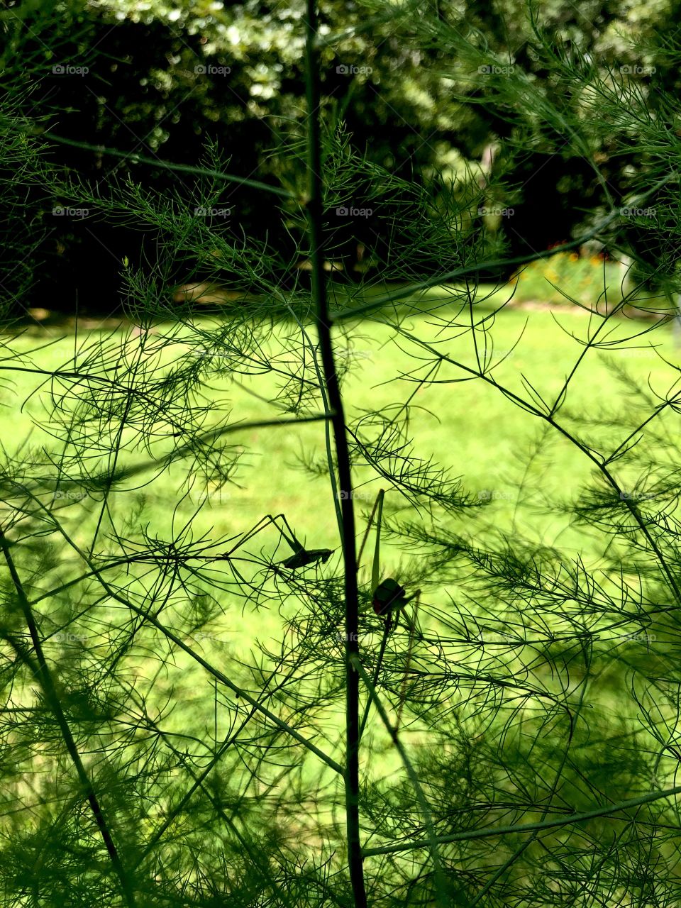 Grasshoppers on asparagus plant 