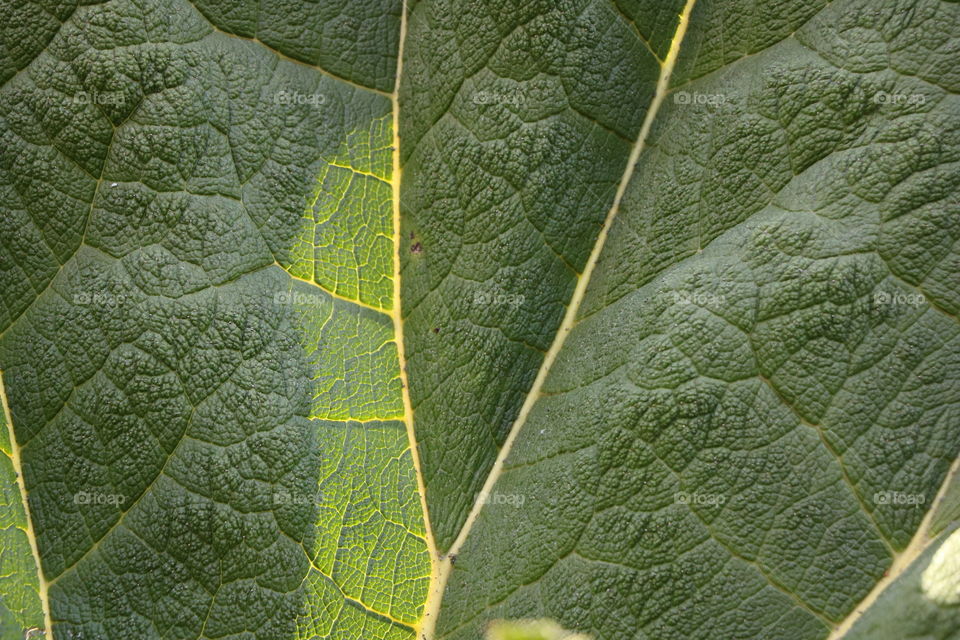 Green leaf macro shot