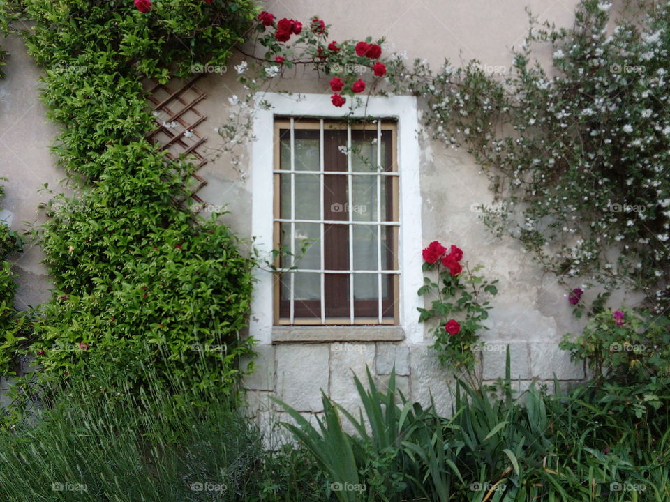 Window with roses and flowers