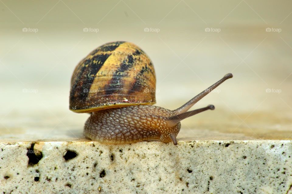 snail walking after the rain