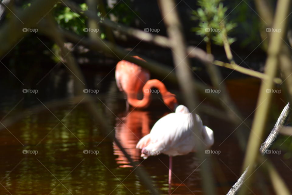 Flamingos