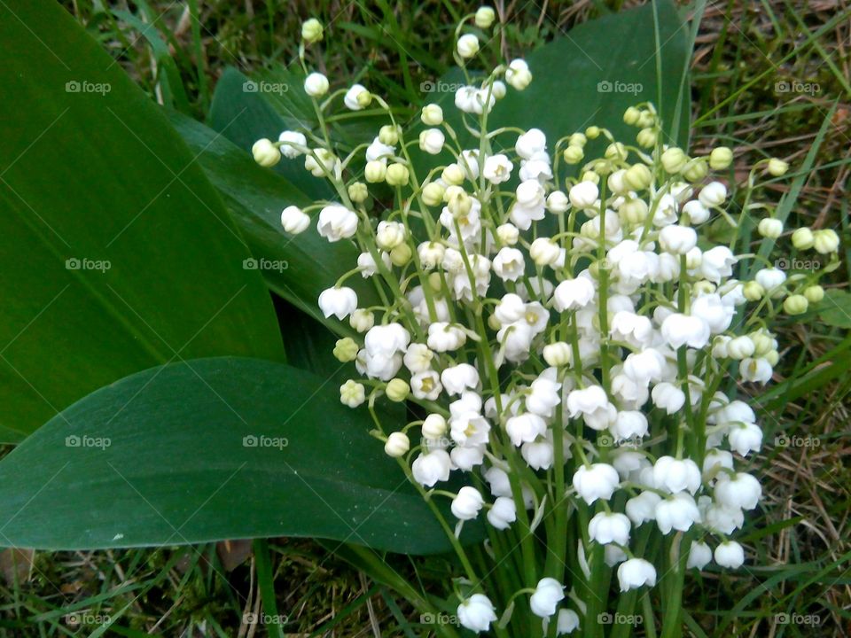 Nature, Flower, Flora, Grass, Leaf