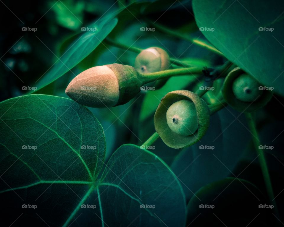 Spring details in the trees