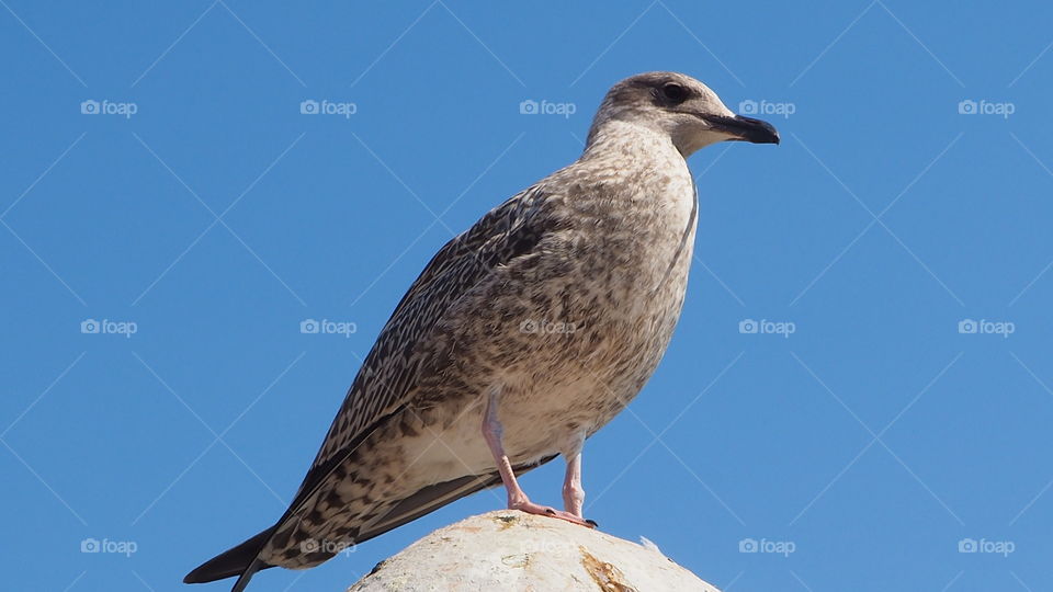 Seagull