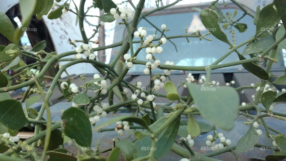 Nature, Leaf, Flora, No Person, Agriculture