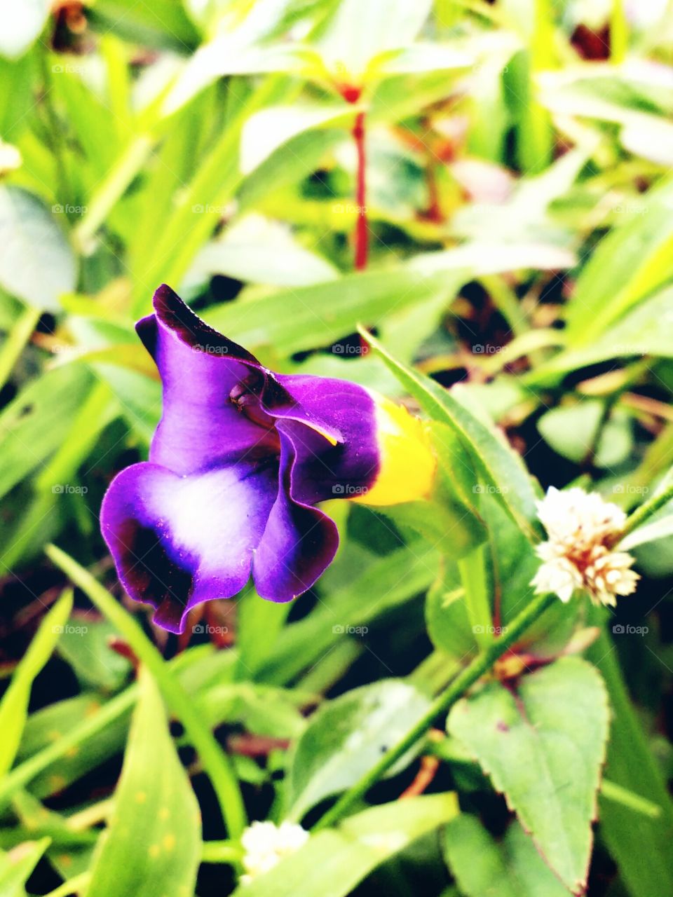 violet wild flower