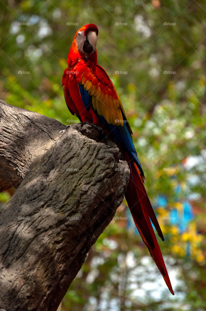 Scarlet Macaw