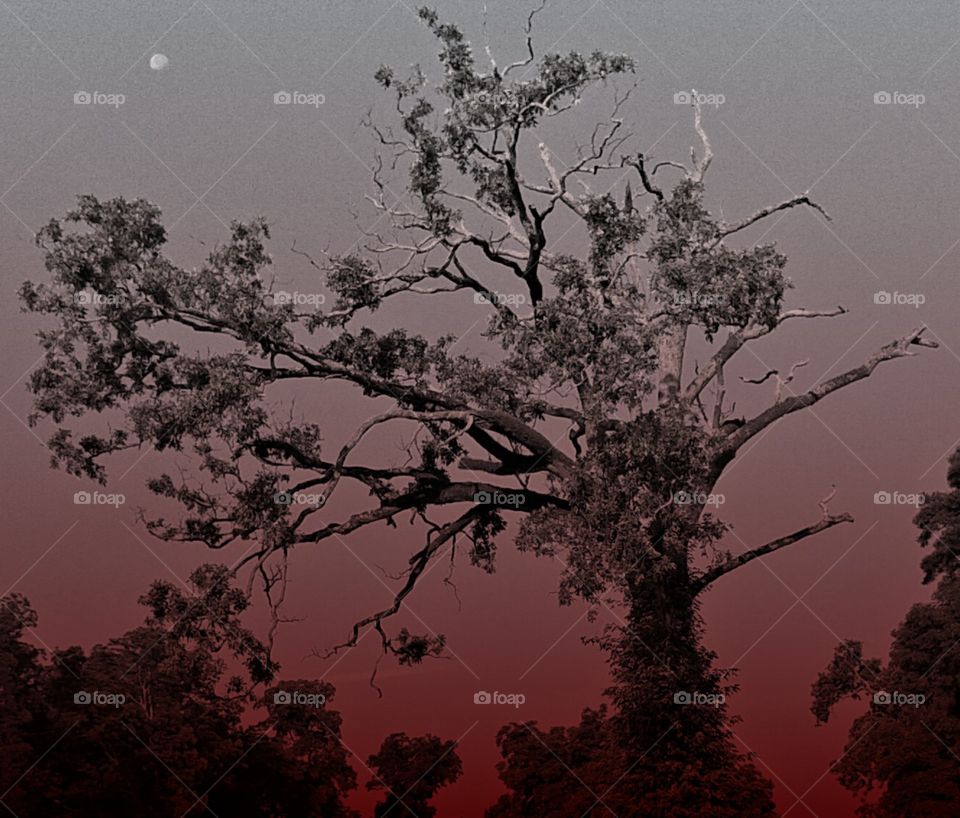 blood moon tree