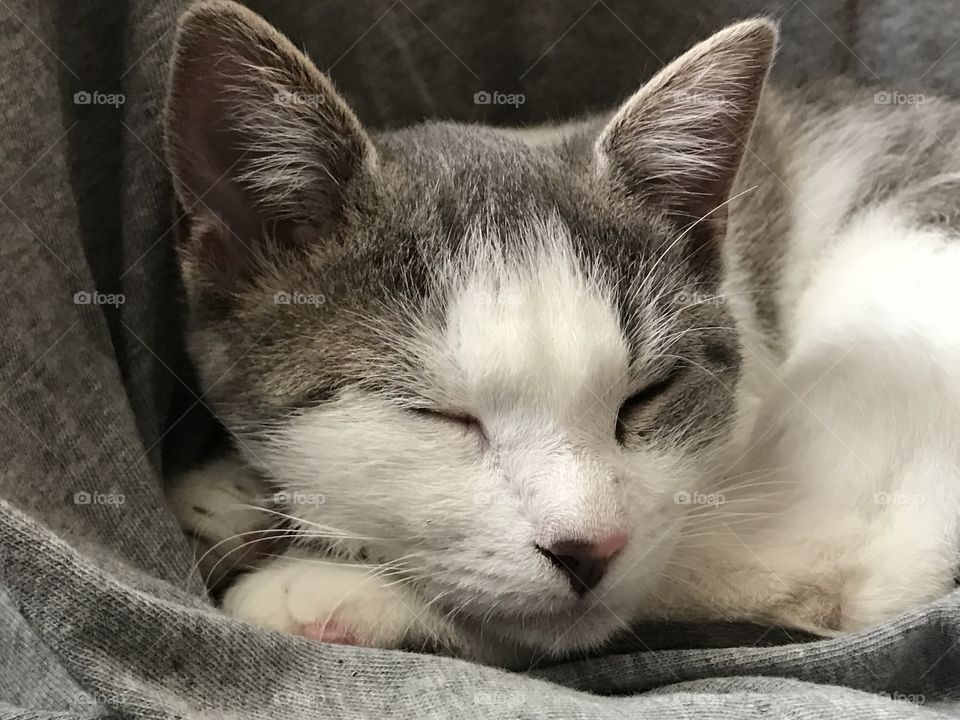 Sleeping grey kitten