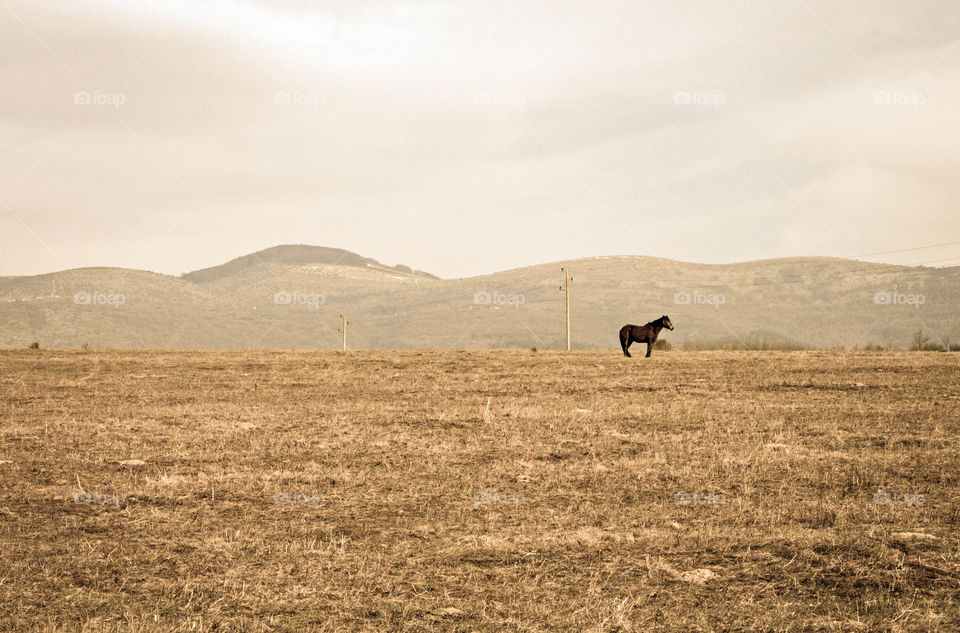 A horse at the dry grass field, landscape