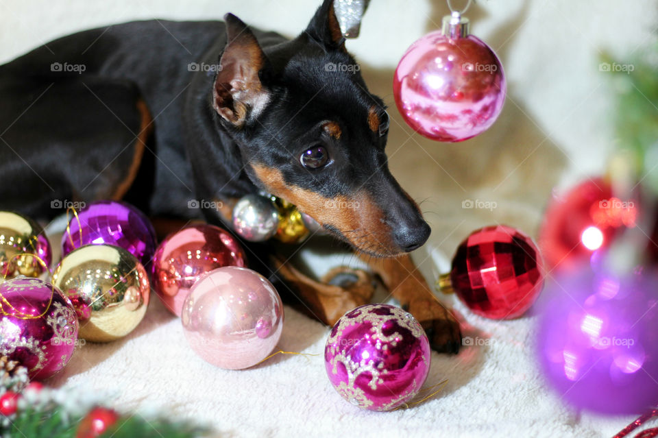 Christmas pinscher