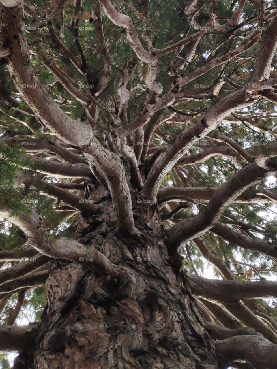 Вечное дерево