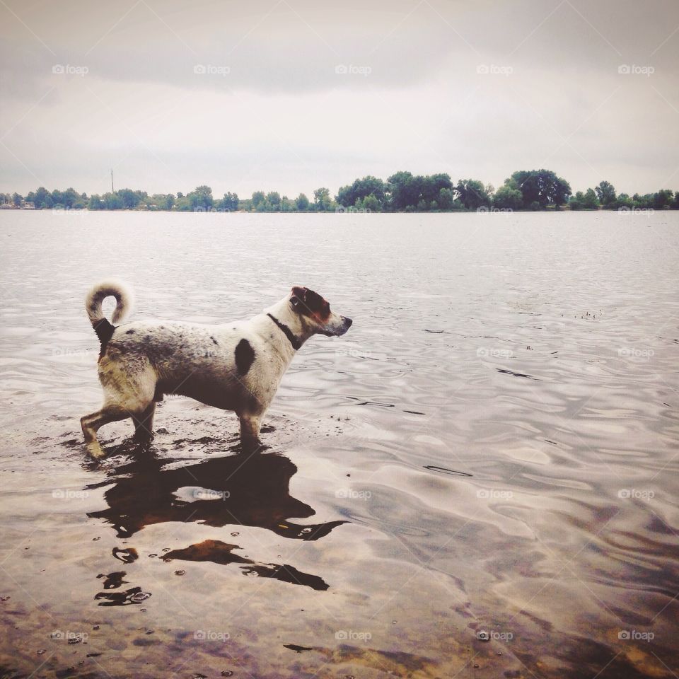 Dog, Water, No Person, Beach, Lake