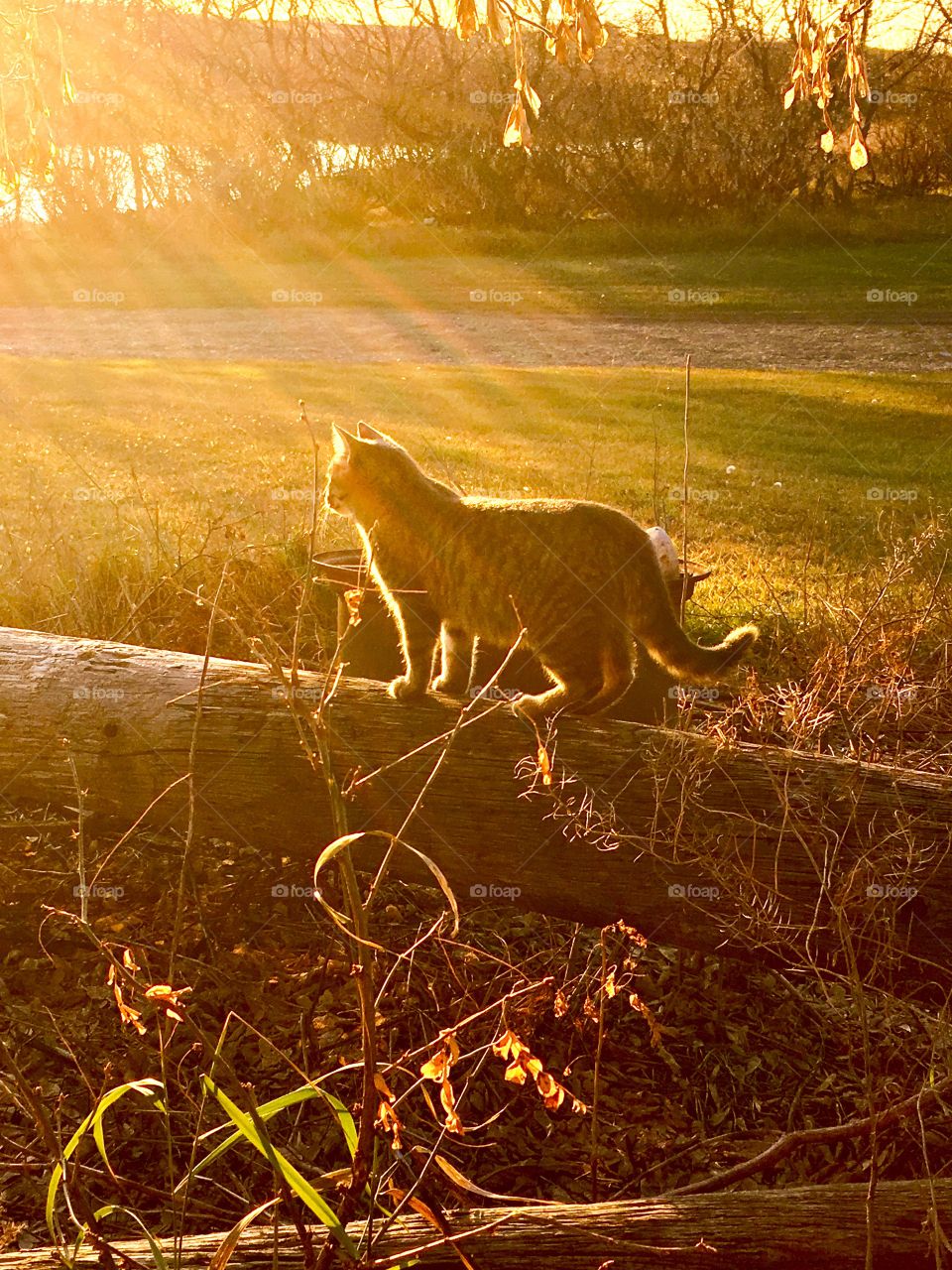 Cat standing on log