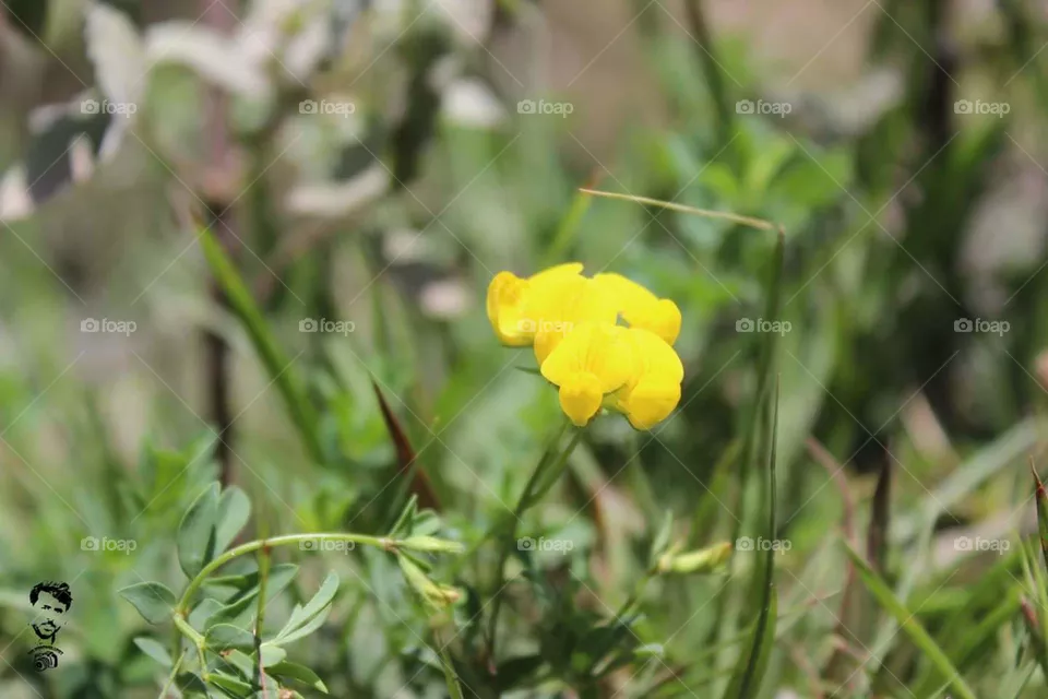 flower
