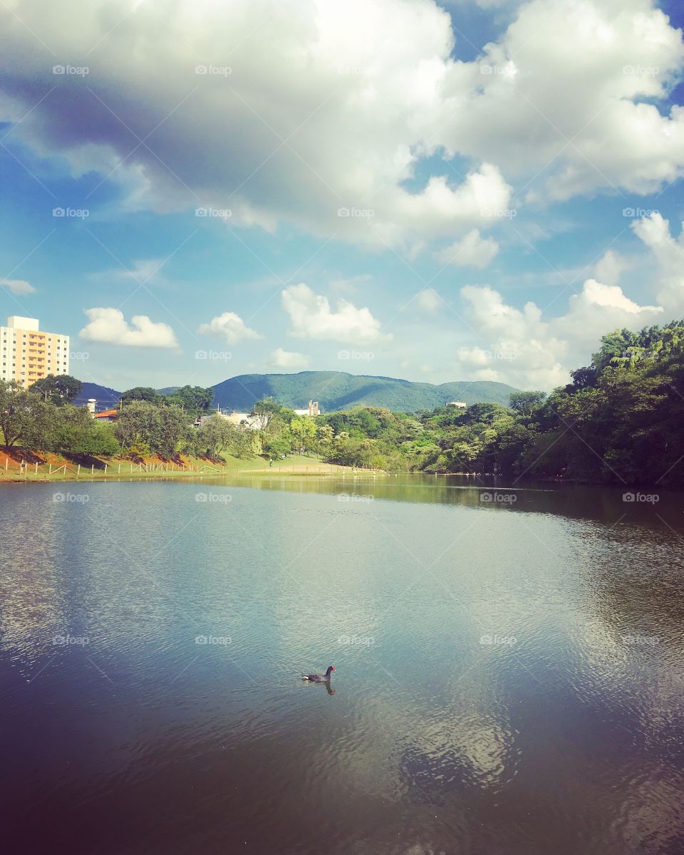 Um solitário patinho nadando no lago...
🦆 
#fotografia #natureza #paisagem #Jundiaí #inspiração #pato