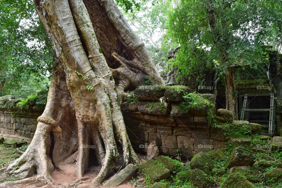 Old overgrown buildings . Old overgrown buildings at the temples of Angkor wat (Cambodia)
