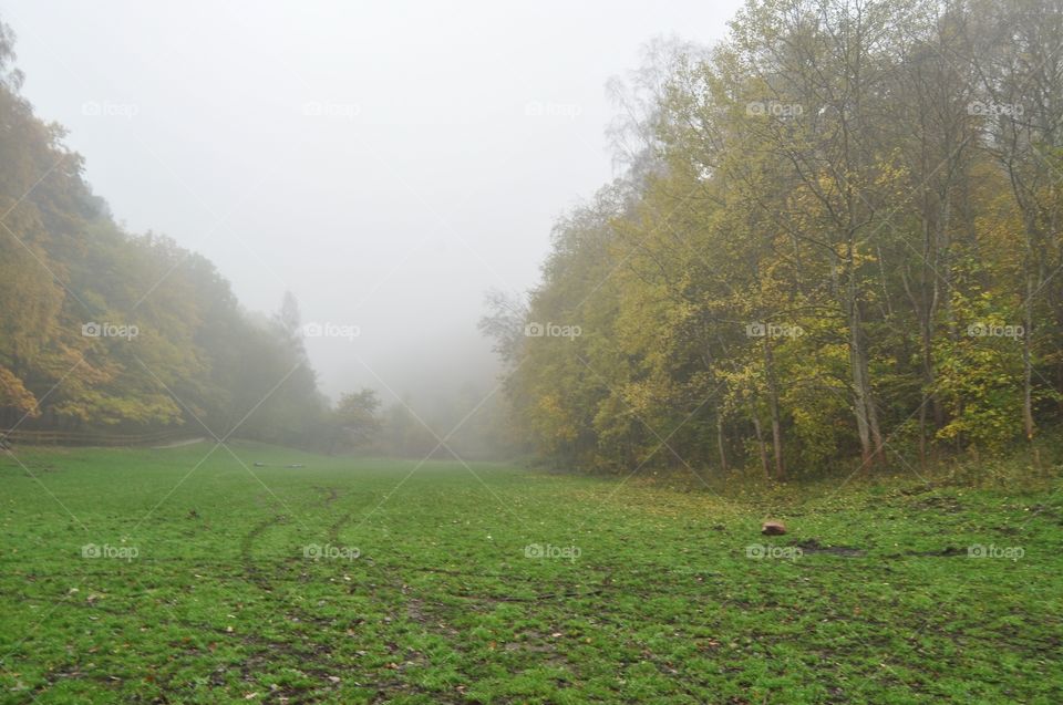 foggy morning in the forest in gdynia, poland