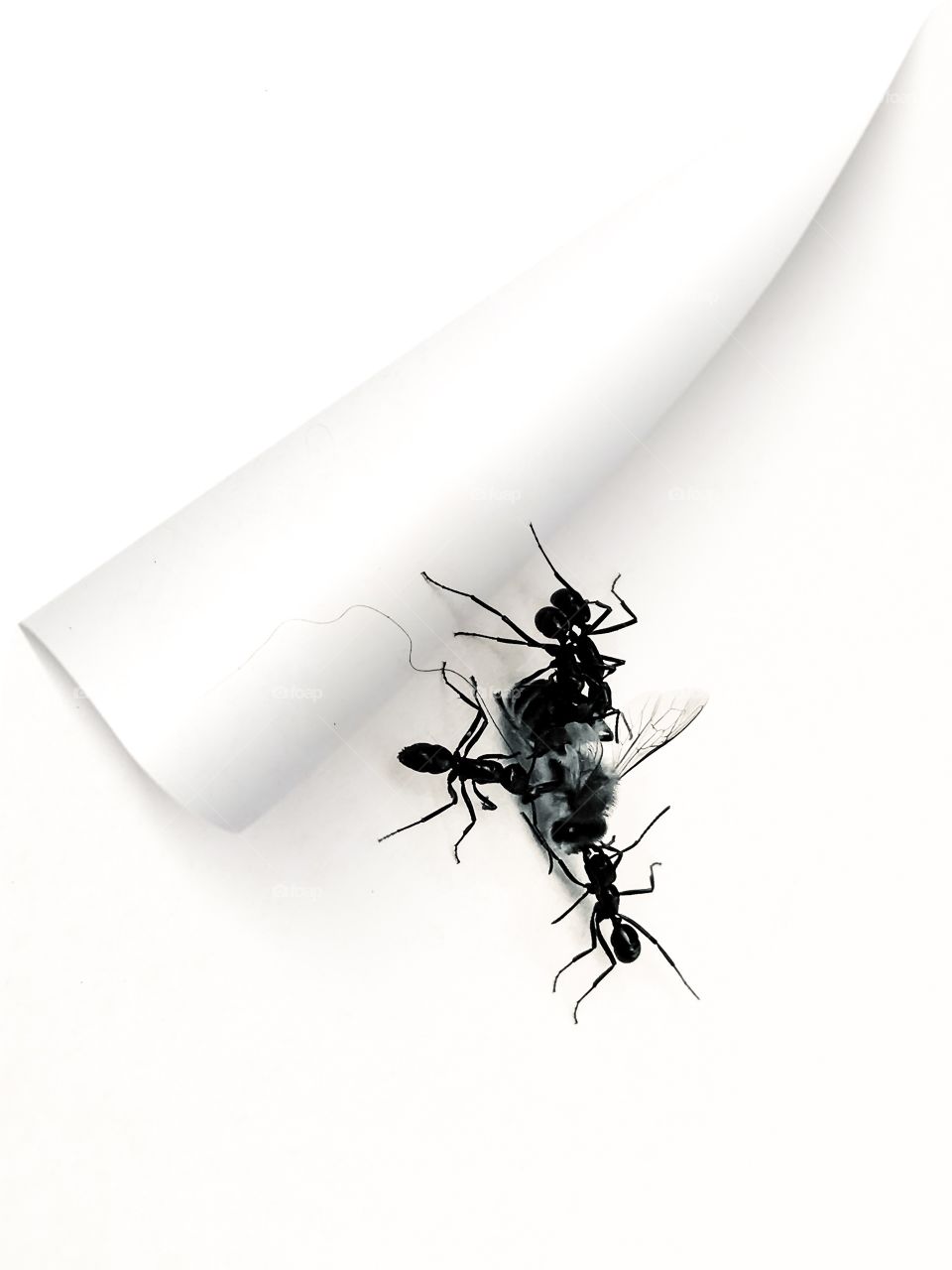 Group of four ants carrying a dead bumblebee across rolled up white paper, macro closeup, isolated white background 