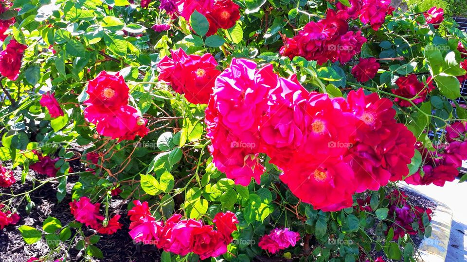 A Pink Red Rose Bush In Sun
