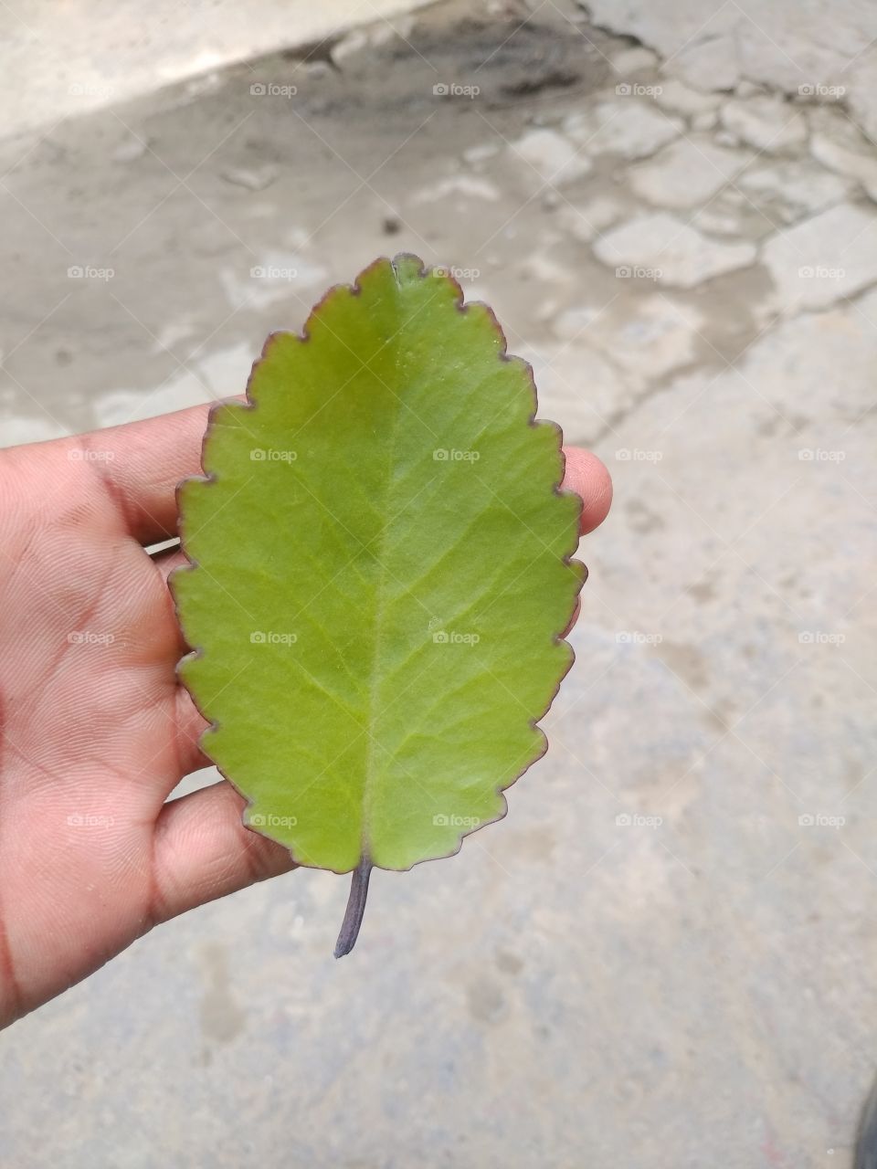 fresh green leaf with hand