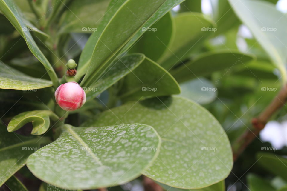 exotic flower ready to bloom