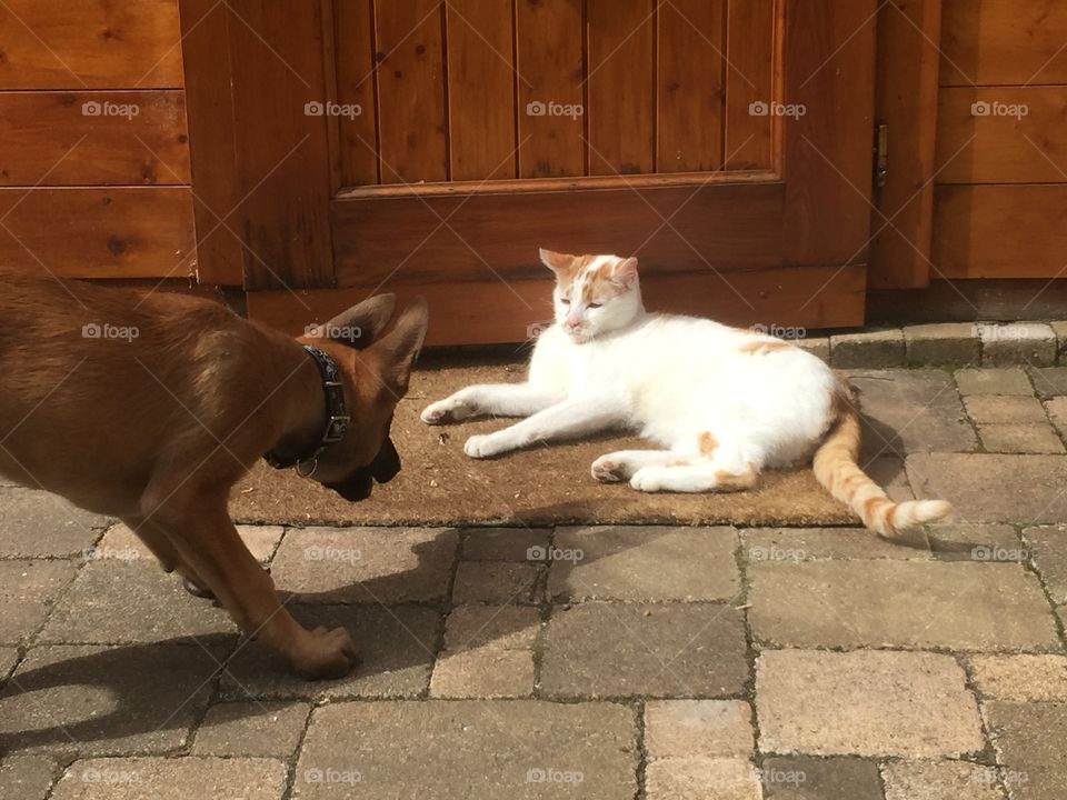 Malinois and cat outside