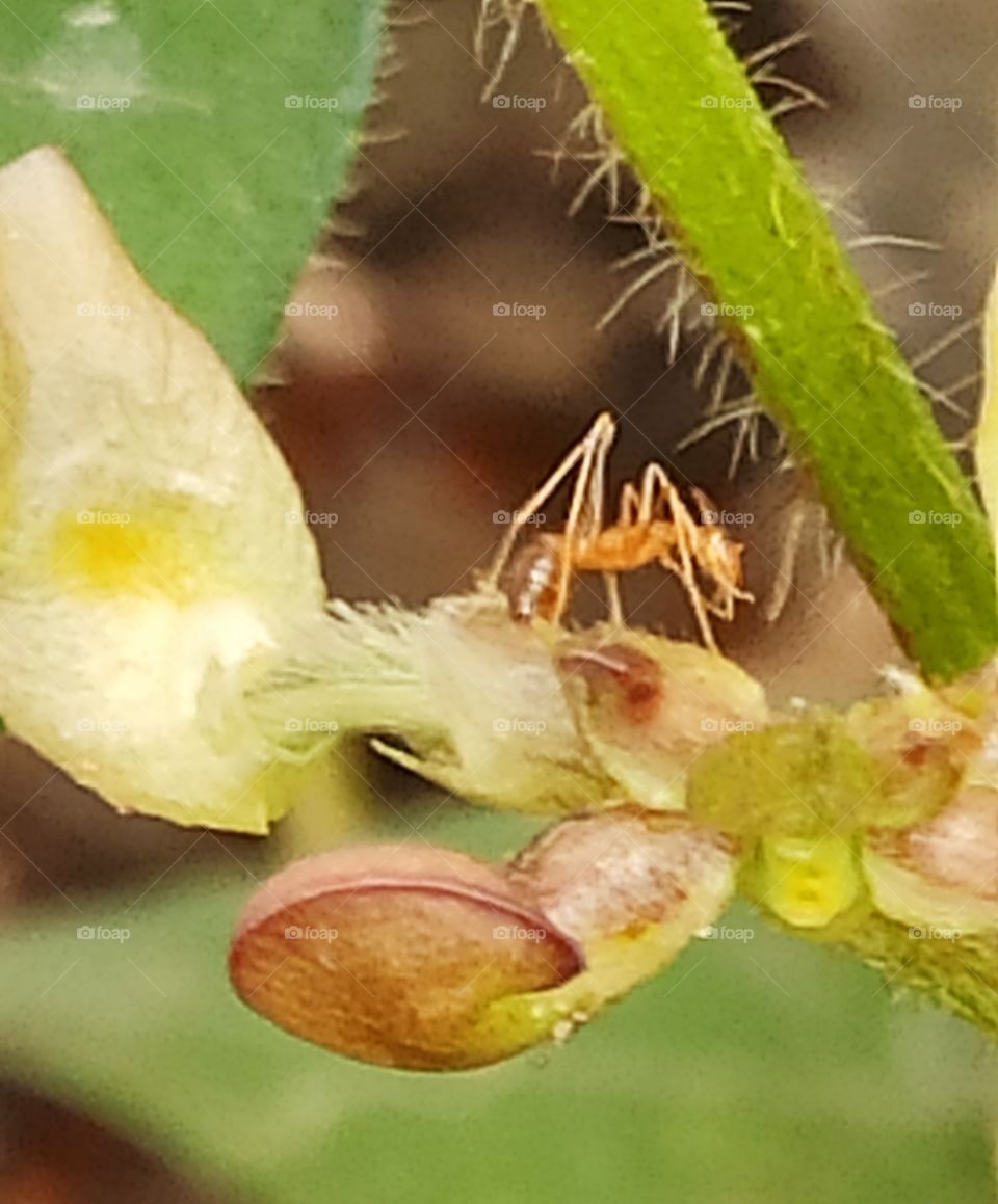 Red Ant searching for its food on a flower