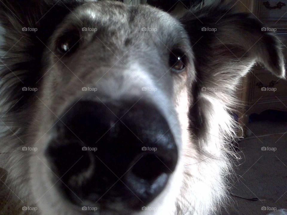 Blue Collie Nose