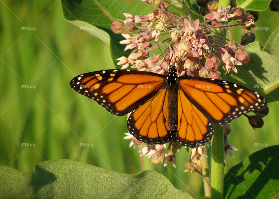 butterfly