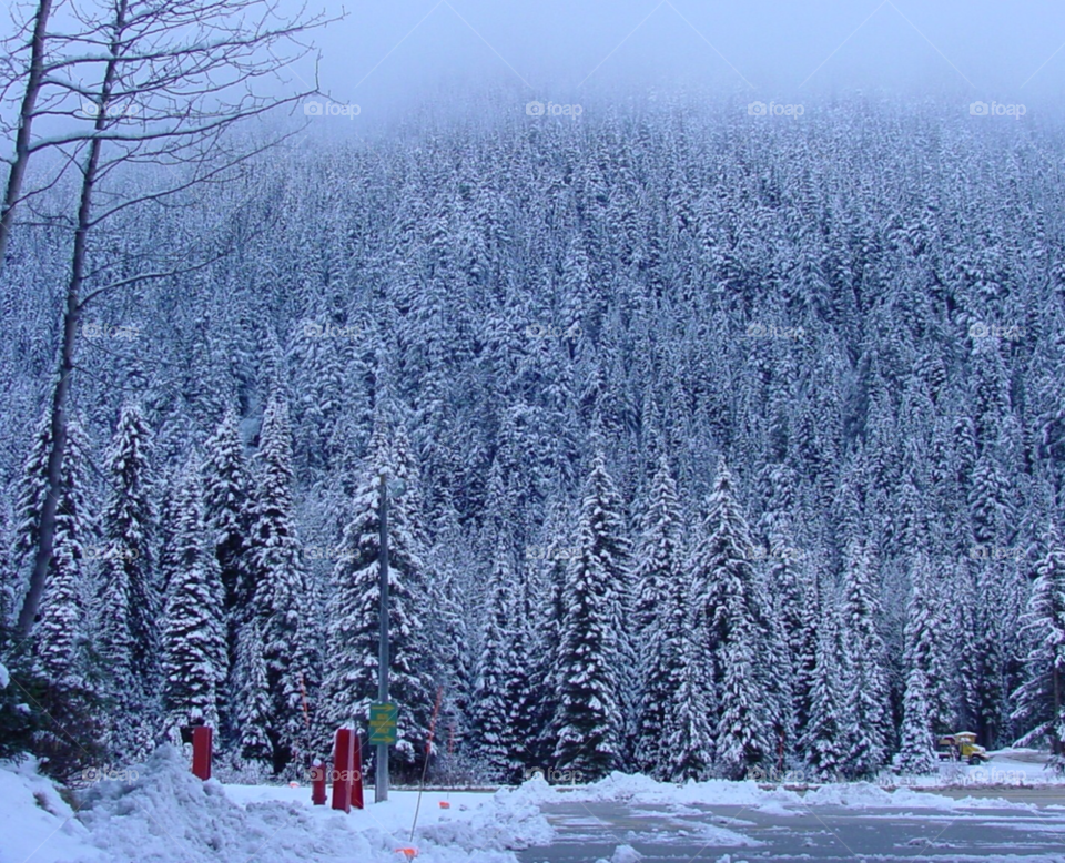 snow trees cloud fog by kshapley