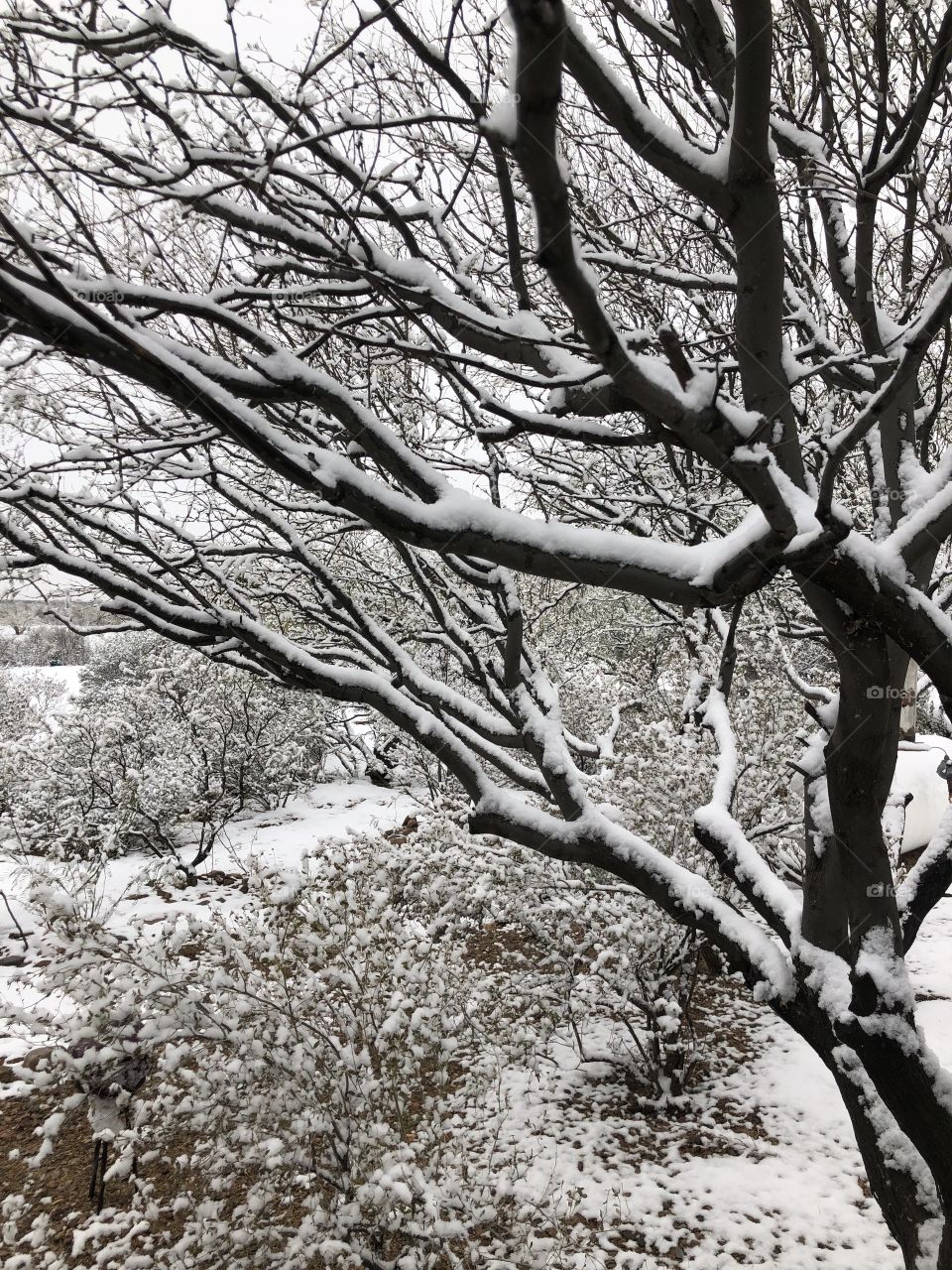 First Snow of the Season