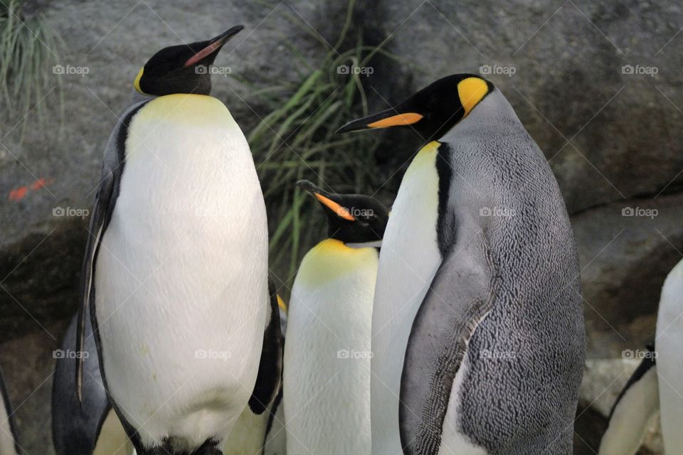 Penguins 