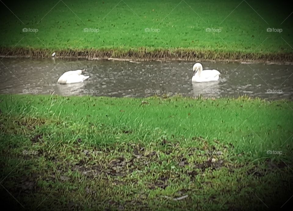 Two swans in the ditch with rain.