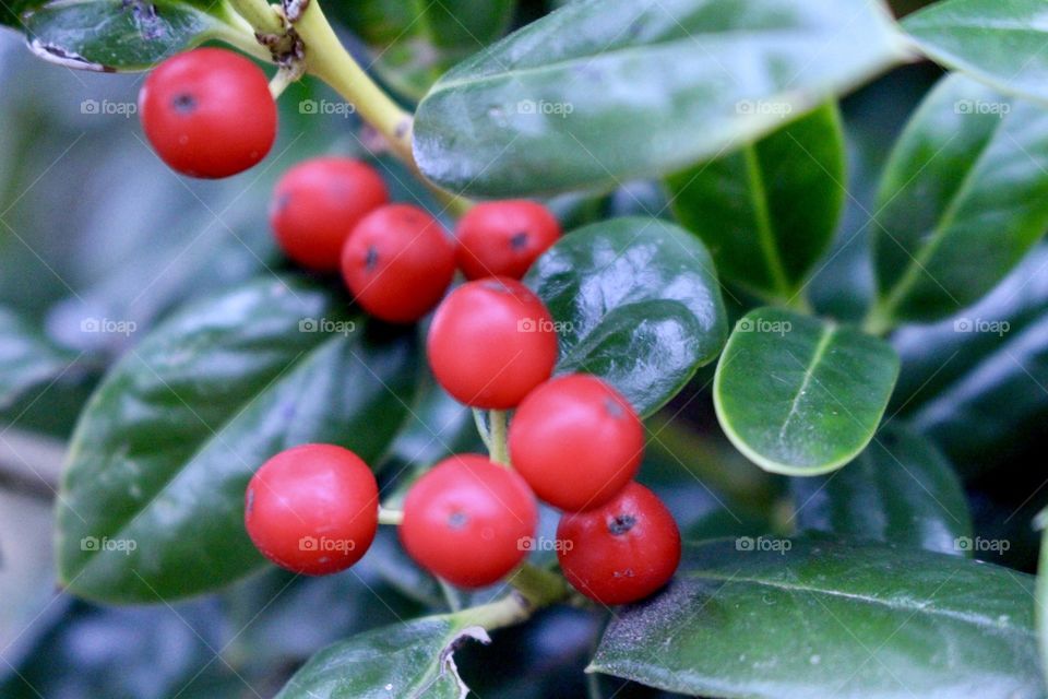 Holly Berries 