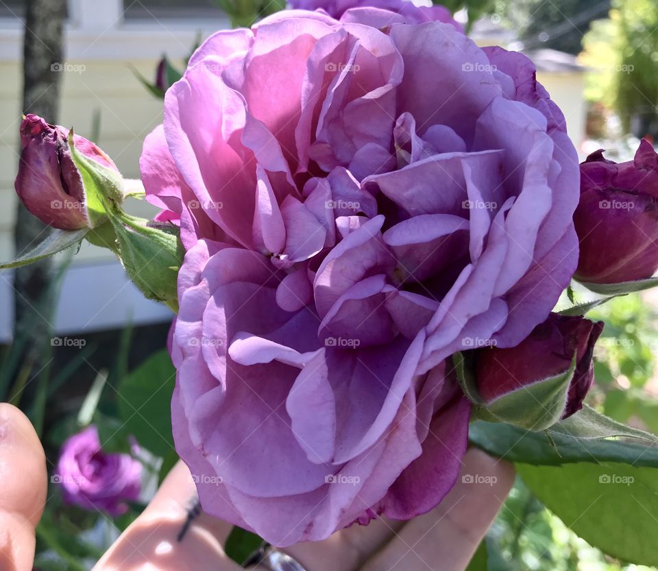 Purple rose