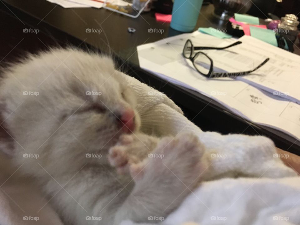 Beautiful white baby kitten 🐱
